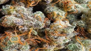 [ID: CMM4p998fCk] Youtube Automatic