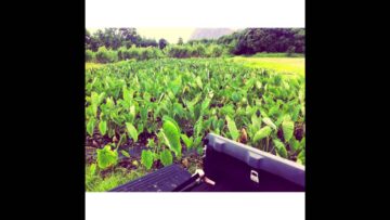 [ID: HDfXC-fc-d4] Youtube Automatic