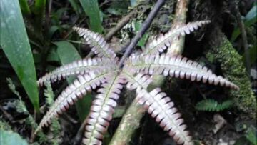 [ID: kX6guJcqLWs] Youtube Automatic