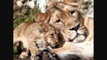 [ID: rVoLhE-yMPY] Youtube Automatic