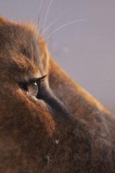 Mufasa: The Lion King
