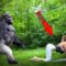 [ID: 1bO8Noq9dtY] Youtube Automatic